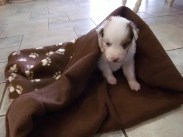 Lit câlin petit chiot, chat ou lapin.