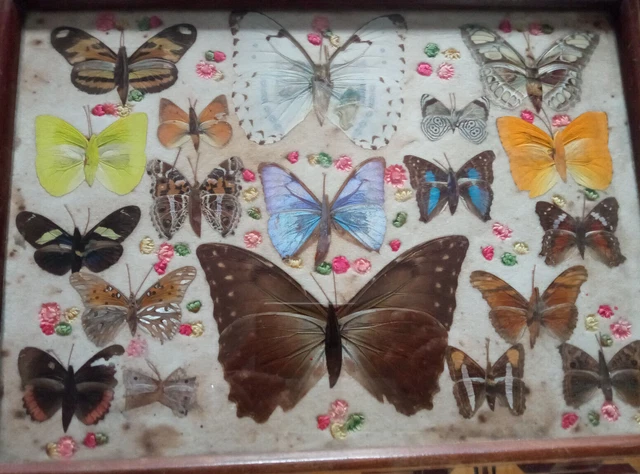 Spécimen De Papillon En Boîte Acrylique - Décoration Intérieure Unique, Idée Cadeau Éducatif