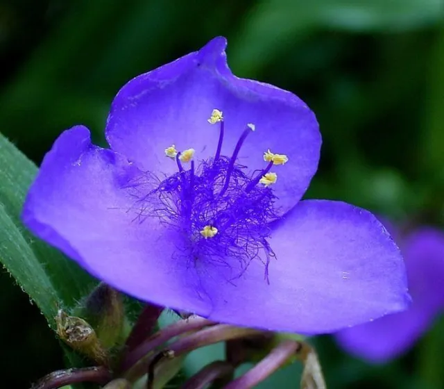 30+ Bleu Foncé Tradescantia Tradescantie Semences Florales/Pérenne