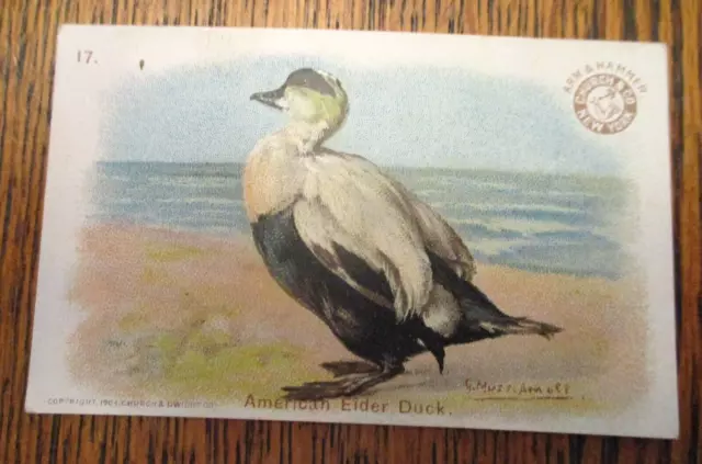 1904 Arm & Hammer J3 GAME BIRDS series Soda card-#17 American Eider duck