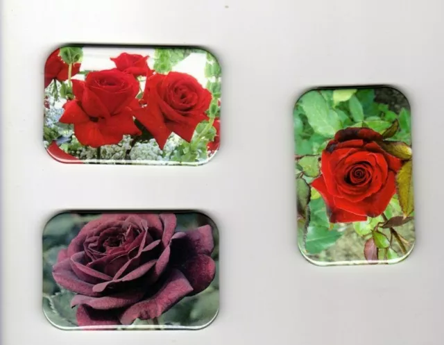 Rose   3 Refrigerator Magnet  2" X 3"  With Rounded Corner