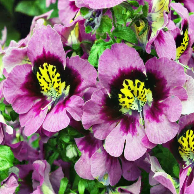 Schizanthus Angel Wings 150 Seeds Mixed Colour, Orchid-Like, Mass Flowering 3