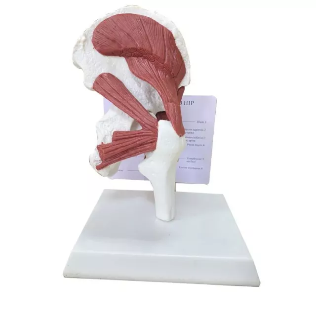 Human Anatomy Skeleton Life Size 1: 1 Muscles Attached Hip Joint Model Supplies