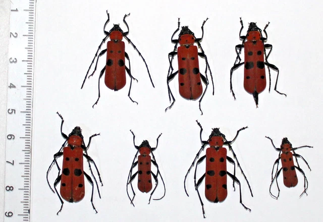 Cerambycidae. 7 x  Rosalia borneensis. West Kalimantan  (4)