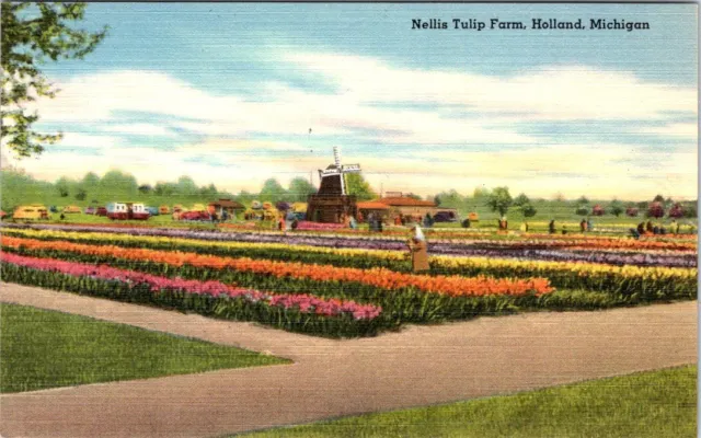 Nellis Tulip Farm, HOLLAND, Michigan Linen Postcard - Tichnor