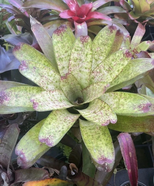 Neoregelia Ice White River NEOREGELIA ' ICE White River