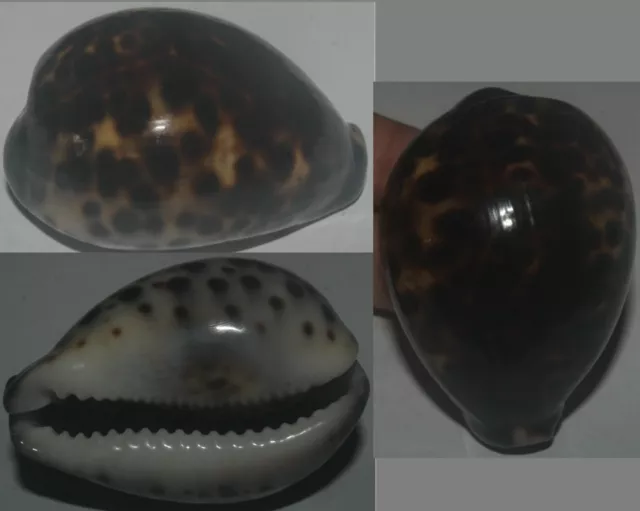 Tonyshells Seashells Cypraea tigris YELLOW/BLACK DWARF 54.5mm Gem, superb