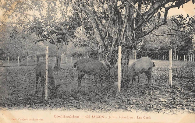 Cpa Asie Cochinchine Saigon Jardin Botanique Les Cerfs