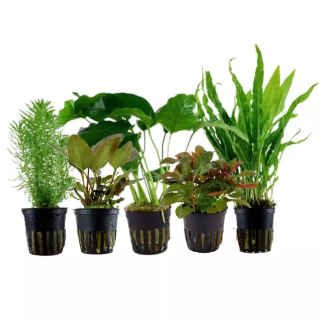 Plantes Ensemble Avec 5 Mittelgrund Pot De Aquarium Aquatiques Aquaone Nr.111