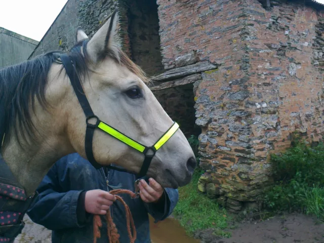 Cob Größe schwarz/Hi Viz ""Westernway Tack"" feldsicher Kopfkragen