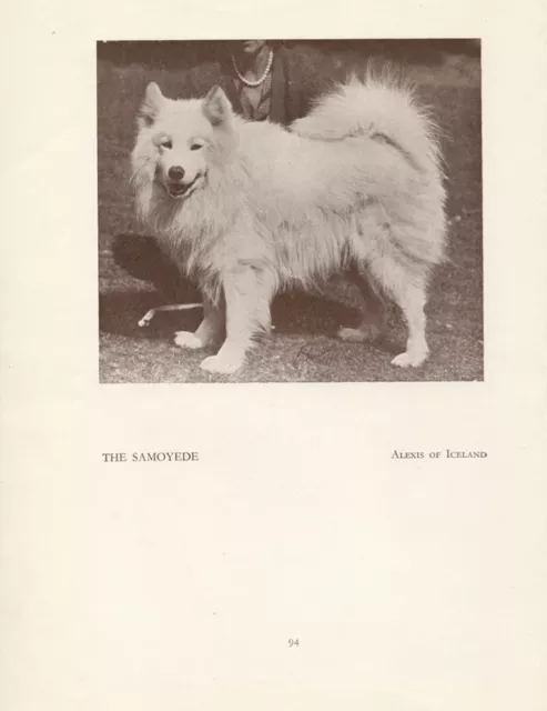 Samoyede Samoyed Old Vintage 1934 Named Dog Print Page