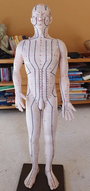 deutsches Akupunkturmodell Mann 70cm groß naturidentisch für Praxis und Lehre