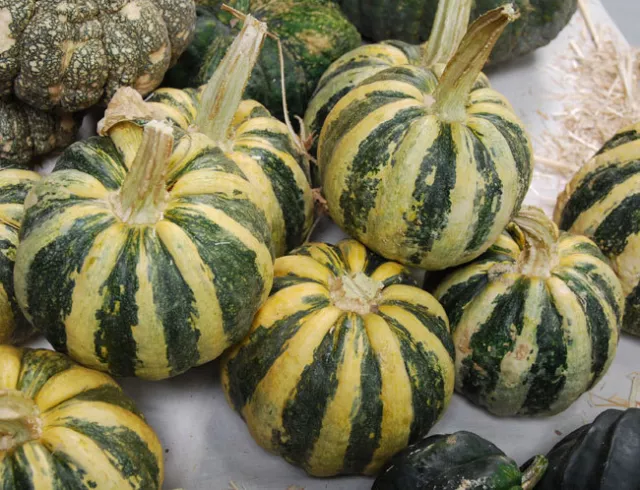 Pumpkin MONGOGO Du GUATEMALA-Pumpkin Seeds-PUMPKIN &/ OR ZUCCHINI-Min. 10 SEEDS