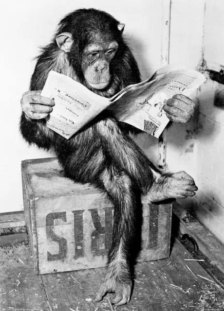 Schimpanse liest Zeitung Chimpanzee reading newspaper 36 x 50 cm Plakat Wanddeko