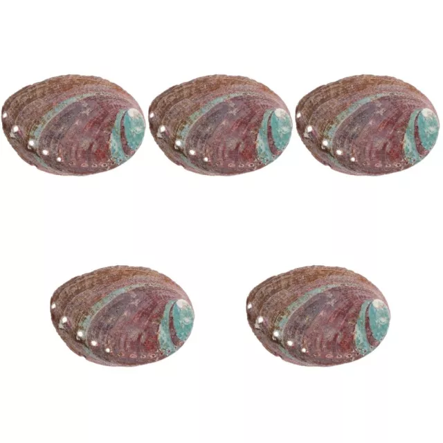 5pcs Abalone Shell Haushalt Abalone Schale Grasbrennbehälter Schale