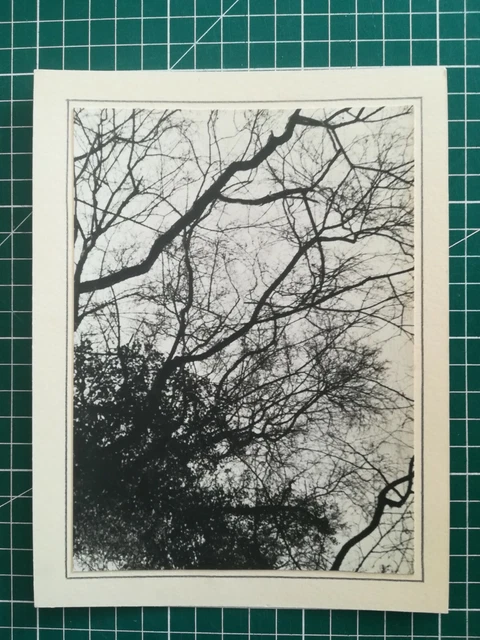 DD128 PHOTO TBE circa 1950 17x12cm landscape place unknown tree branches