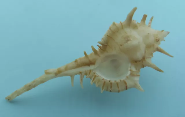 Seashell Murex Snails Vokesimurex kiiensis
