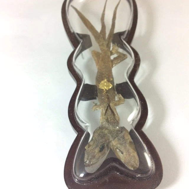 2 HEAD 3 TAILS LIZARD REPTILE Gecko Magic Animal Thai Amulet Lucky Wealth Gamble