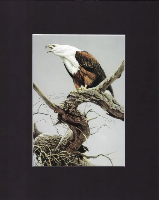 8X10" Matted Print Art Painting Picture, Robert Bateman: African Fish Eagle, '79