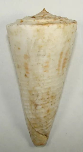 CONUS TRIBBLEI 92.96mm BEAUTIFUL RARE SPECIMEN Sea of Formosa, SW Taiwan