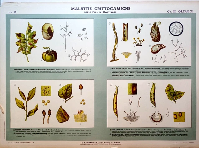 Raro Manifesto Paravia  Anni '60 Malattie Grittogamiche Delle Piante Tav.v