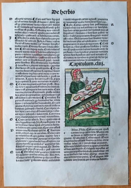 Original Post Inkunabel-Blatt Hortus Sanitatis Koloriert Palme Venedig 1511