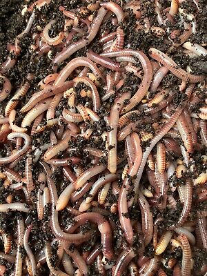 2 lb   compost worms  European n. crawler, Red wigglers mix
