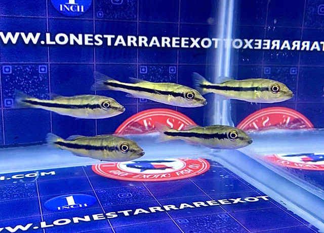 Temensis Peacock Bass / Cichla temensis