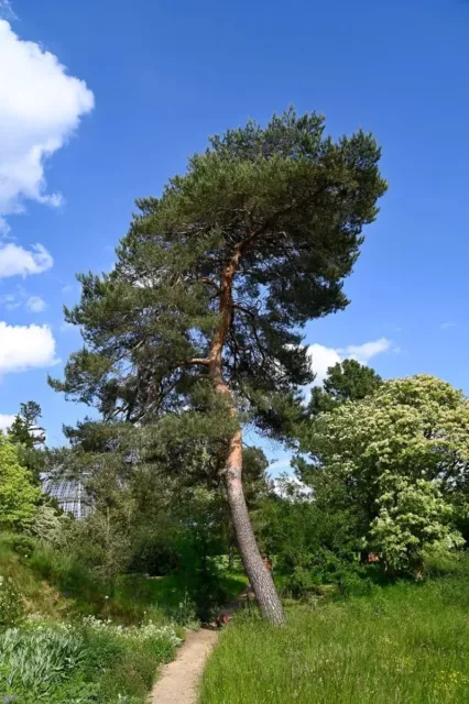 Pinus sylvestris / Wald-/ Weißkiefer
