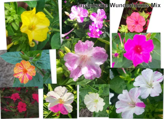 Japan. Wunderblume Mirabilis jalapa bunte Mischung über 50 Samen