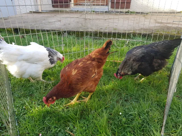 Poule pondeuse et autre race ornemental oeuf fecondé a venir chercher sur place.