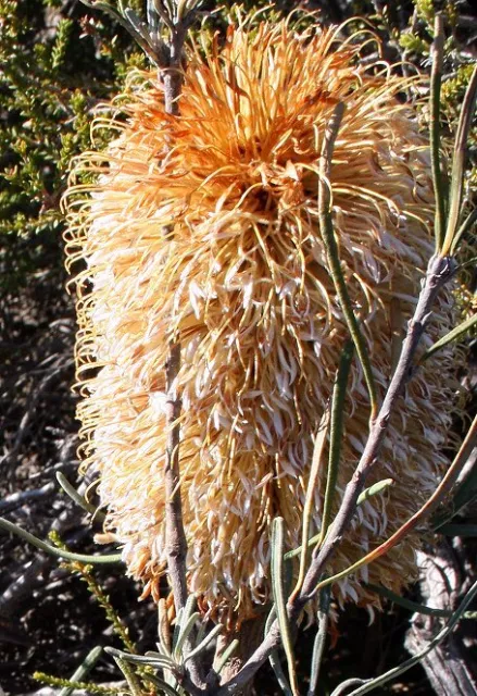Banksia grossa in 50mm Forestry Tube native plant Sun Drought Hardy