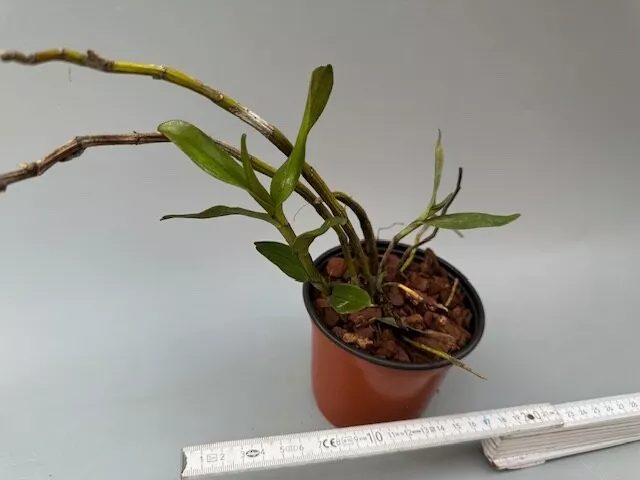 Dendrobium tobaense ¡RAREZA!