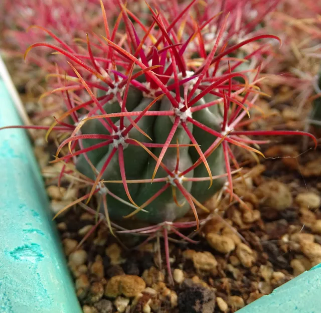 FEROCACTUS GRACILIS  cactus copiapoa kakteen ortegocactus  cacti caudex