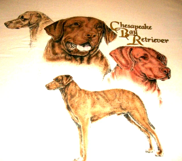 Chesapeake Bay Retriever T-shirt Size MED 38/40 Natural