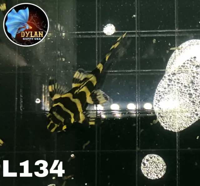 1 L134 ( Size 3+ Cm)Leopard Frog Pleco- High Quality Pleco - USA SELLER