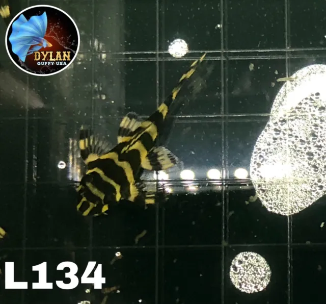 Pack Of 5 L134 ( Size 3+ Cm)Leopard Frog Pleco- High Quality Pleco - USA SELLER