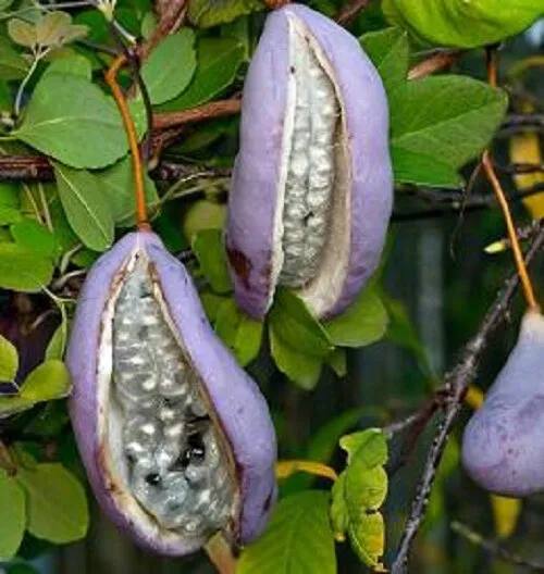 6 semillas de AKEBIA  planta trepadora con flor olor CHOCOLATE fruto comestible