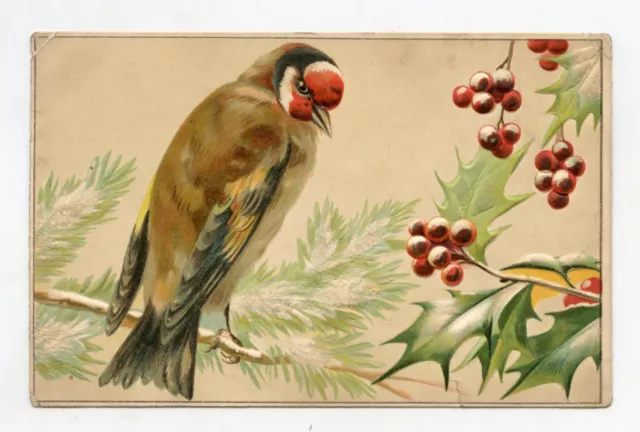 Oiseau . Superbe CHARDONNERET . Bird GOLDFINCH . Vogel STIEGLITZ