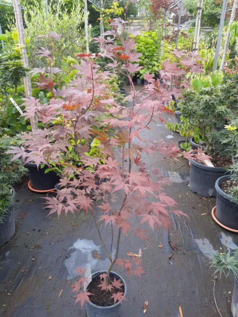 Acer palmatum Bloodgood 140-150cm, dunkelroter Fächerahorn, Japanahorn