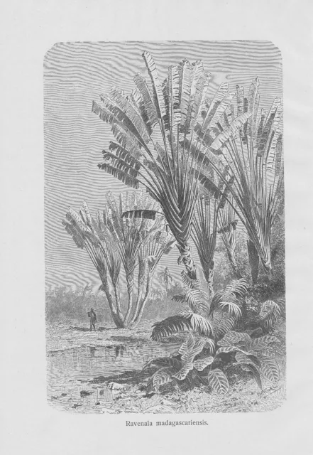 Árbol El Viajeros Ravenala Madagascariensis Grabado en Madera De 1898 Botánica