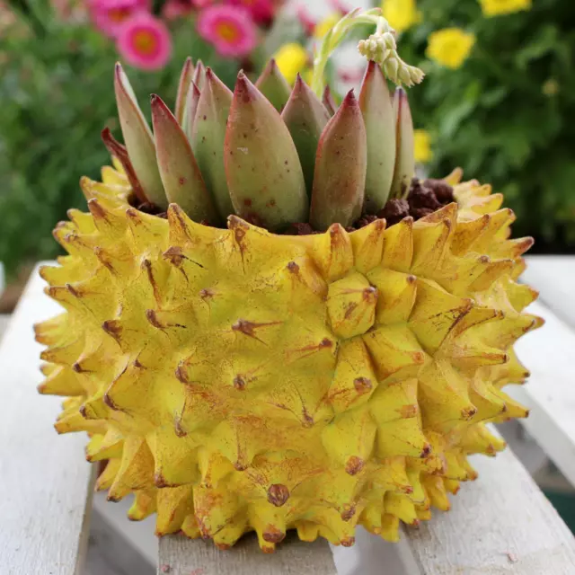 Durian Flower Pot Decor Flower Vase for Indoor Outdoor