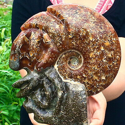 4.53LB Rare! Natural Tentacle Ammonite FossilSpecimen Shell Healing Madagascar
