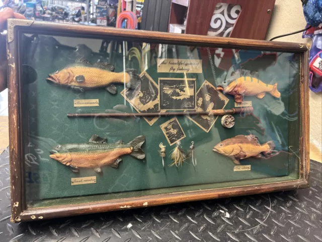 Rainbow Trout Fly Fishing Fish Shadow Box Framed Man Cave Cabin