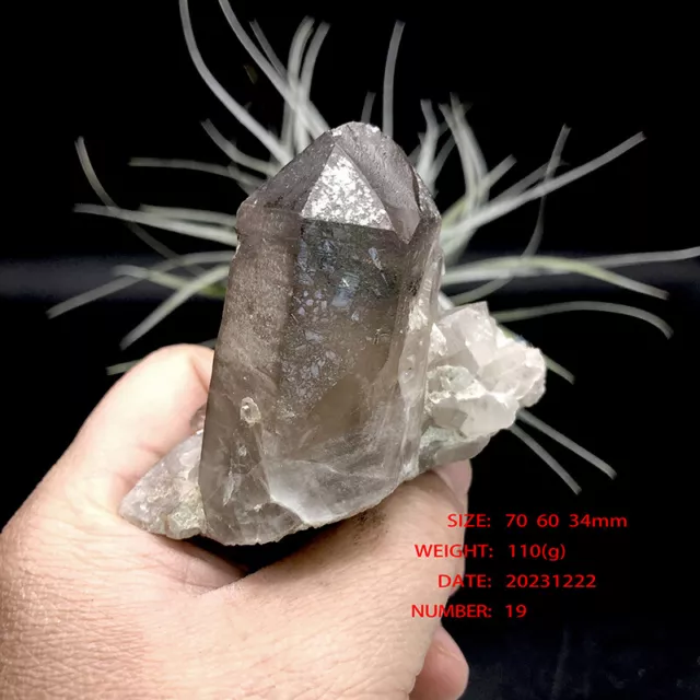 110g Miniature raw Crystal Of Smoky Quartz  rugh stong sepcimen rock cluster