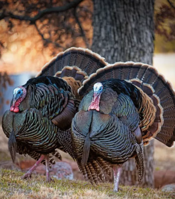 4 Eastern Wild Turkey Hatching Eggs, shipping Now.