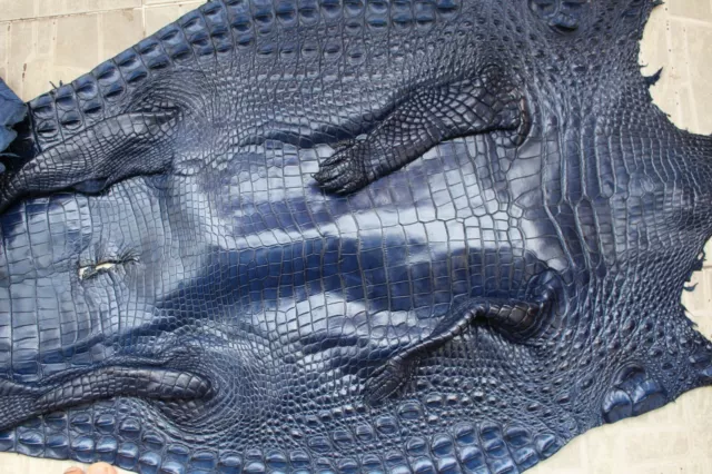 Blue Genuine Real Alligator, Crocodile Skin Leather Exotic Pelt taxidermy