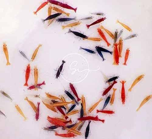 Swimming Creatures 10 Mixed Color Neocaridina Shrimp Skittles Live Freshwater...