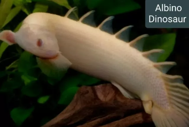 5" + Red Eye ALBINO SENEGALUS POLYPTERUS. Live fresh water. Imported Asia.