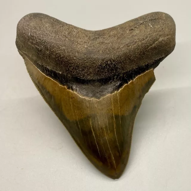 Very Pretty/Attractive Sharply Serrated 3.92" Fossil MEGALODON Shark Tooth - USA